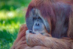 Portrait of an elderly Asian orangutan, old powerful and big alpha male thinking at something, sad or depressed, details, closeup. photo