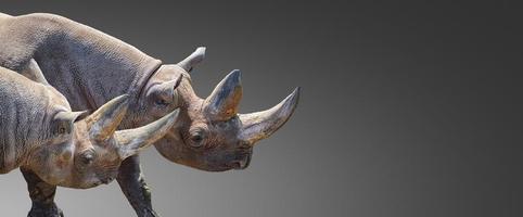 Banner with two huge and old African rhinos with big horns at grey gradient background with copy space for text photo