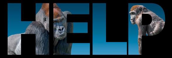 Banner with portrait of wildlife, two African gorillas at blue gradient background with bold text help, closeup, details photo