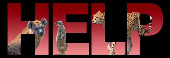 Banner with portrait of wildlife, hyena, cheetah and suricate at red gradient background with bold text help, closeup, details photo