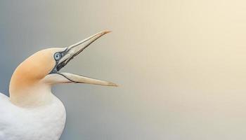 Banner with wild North Atlantic gannet which is crying for help with open beak at smooth gradient background with direct light and copy space photo