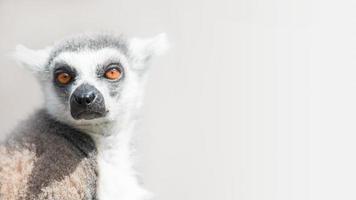 Portrait of ring-tailed Madagascar lemur at smooth background photo