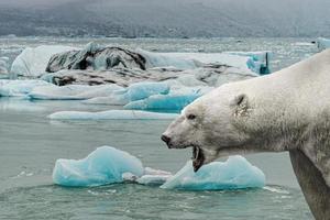 Big polar bear is crying with open mouth in front of melting sea ice with blue icebergs in a subpolar region, summer with global warming, composite, details photo