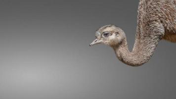 Joven y divertido ñandú de avestruz patagónico aislado en un fondo liso, detalles, primer plano foto
