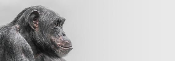 Portrait of depressed Chimpanzee at smooth background photo