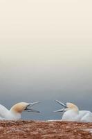 Cover with two arguing wild North Atlantic gannets at smooth gradient background and copy space, details photo