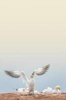 Cover with lovely nature awakening, wild North Atlantic gannet at smooth gradient background and direct light, copy space