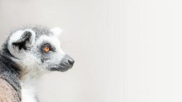 Portrait of ring-tailed Madagascar lemur at smooth background photo