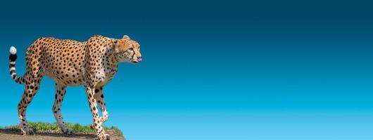 Banner with portrait of an adult strong and fast African cheetah on move for prey with copy space, closeup, details photo