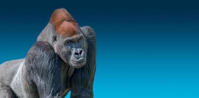 Banner with portrait of very powerful alpha male African gorilla at blue gradient background with copy space for text, details, closeup photo