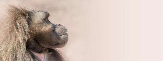 Portrait of depressed African baboon at smooth background photo