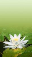 Beautiful water lily, lotus, floating in a small pond in Spring at smooth gradient background photo