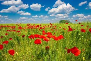 Spring spirit at red field of poppies and beautiful nature in panorama under blue sky, countryside photo
