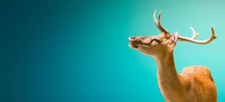 Spring call, banner with a graceful deer at sunset in blue turquoise gradient background with copy space, details, closeup photo