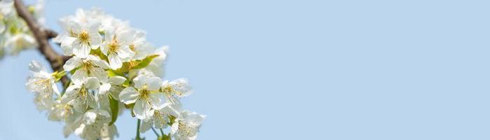 Banner with gorgeous cherry like blossom at a tropical garden at solid blue sky background with copy space. Concept Spring, renewal and happiness.
