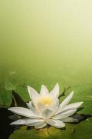 Beautiful water lily, lotus, floating in a small pond at Spring, sunny day, tropical garden, with copy space for text photo