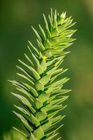 A branch of evergreen spiny Araucaria tree aka Jurassic Era plant, details, closeup photo