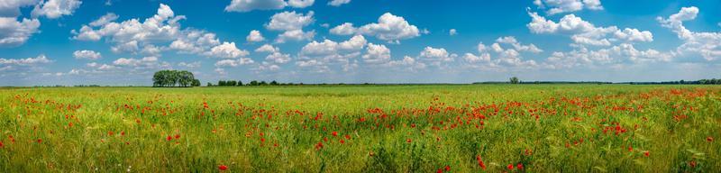 Panoramic view over grassland landscape with red meadow field of poppies and beautiful nature at Spring countryside, wide angle photo