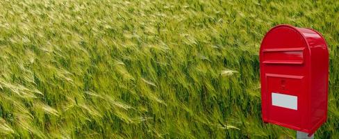 Panoramic view of beautiful farm landscape of green and yellow wheat field with a wave of light at Summer photo