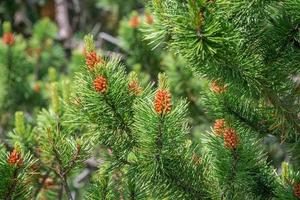 Beautiful green wild Spruce Tree with small young brown cones, closeup, details. photo