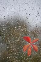 Wet with water drops glass window and attached red leaf from tree at rainy Autumn day. Concept of seasonal Autumn mood, background with copy space. photo
