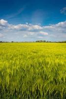 Cover page view over beautiful farm landscape of wheat crops in late Spring with deep blue sky at sunny day with light and shadow interplay. photo