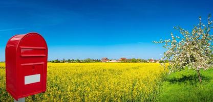 Panoramic view over beautiful farm landscape of rapeseed yellow field and white cherry tree aka in Spring photo