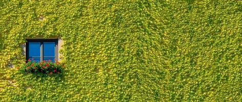 banner con casa ecológica con una ventana solitaria en plantas de hiedra verde y flores rojas en un día soleado con espacio para copiar texto. concepto de vida ecológica sostenible. foto