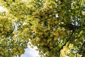 Natural background with a flowering linden tree photo