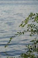 natural background with water surface and tree branches. photo