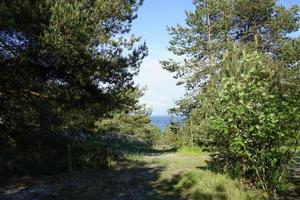 landscape with trees and vegetation photo