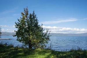 Natural landscape with a tree near Lake Baikal. photo