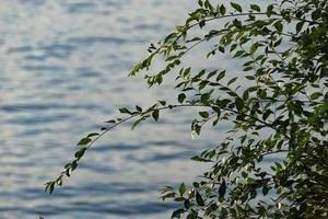 natural background with water surface and tree branches. photo