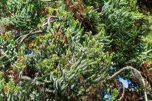 The natural backdrop of the needles and twigs of Araucaria with cones. photo