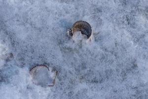 Conchas de vieira sobre un fondo de hielo blanco foto