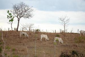 grupo de vacas en un área de pasto foto