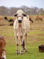cow in a farm photo