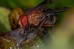Adult Calyptrate Fly photo