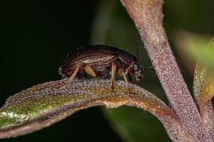 Adult Leaf Beetle photo