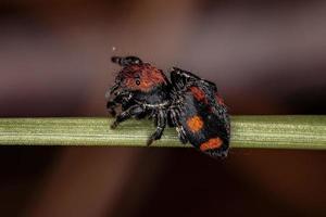 Small Jumping spider photo