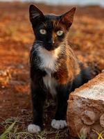 Black Young Feral domestic cat photo