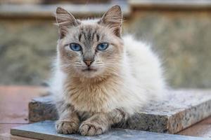 White Feral domestic cat photo