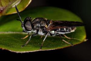 Small Adult Soldier Fly photo