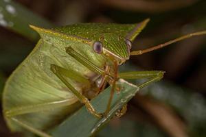 Adult Stink Bug photo