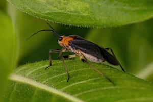 Adult Plant Bug photo