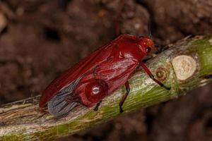 insecto saltamontes rojo adulto foto