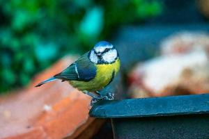 posed great tit bird looking for food photo