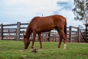 caballo descansando en una zona de pastos foto