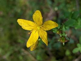 La flor amarilla de la hierba de San Juan está floreciendo sobre fondo verde natural foto