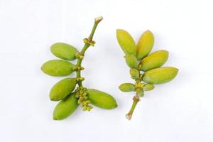 Melinjo or Gnetum gnemon isolated on a white background